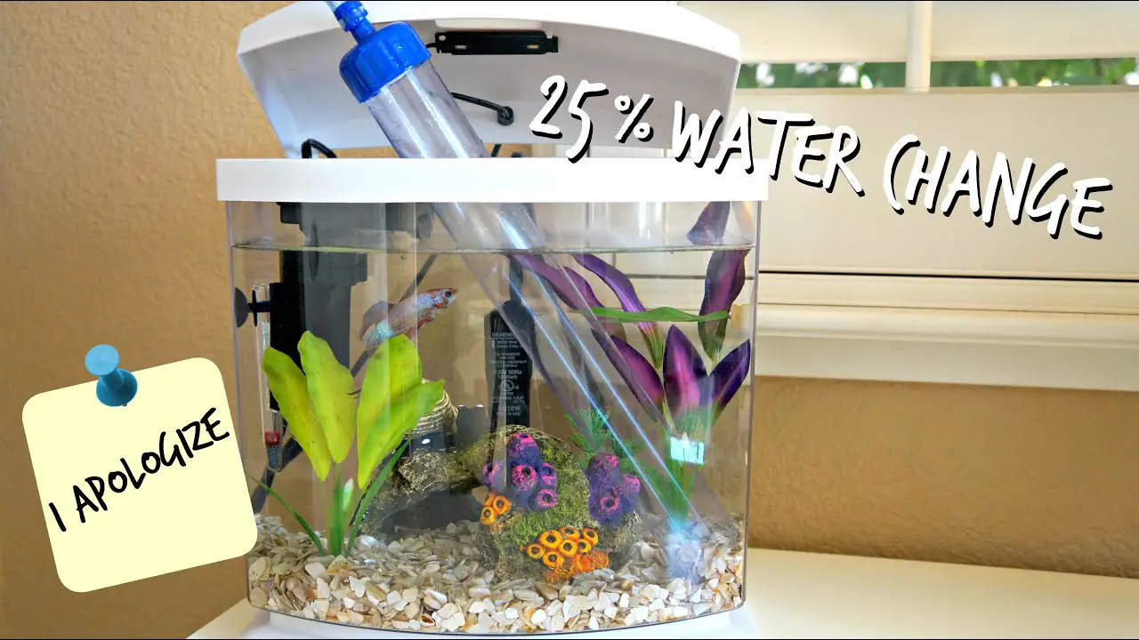 How Often to Change Betta Fish Water? 2