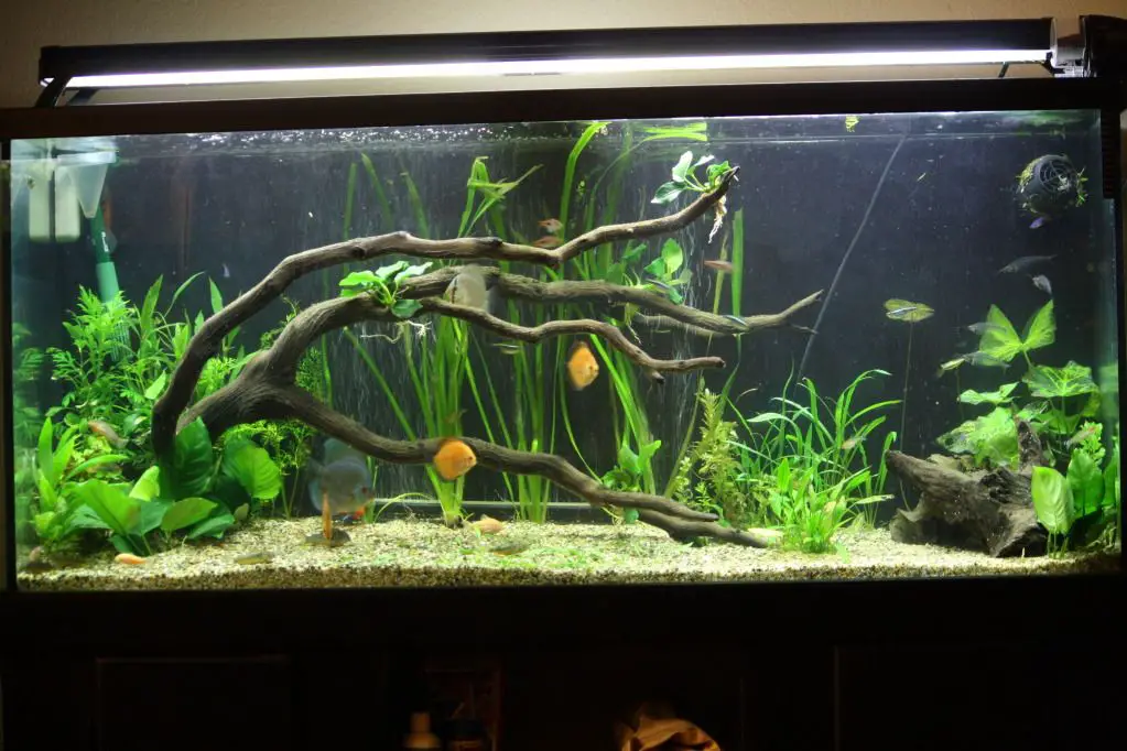 Tips and Tricks for Maintaining a Beautiful 75 Gallon Planted Aquarium 2