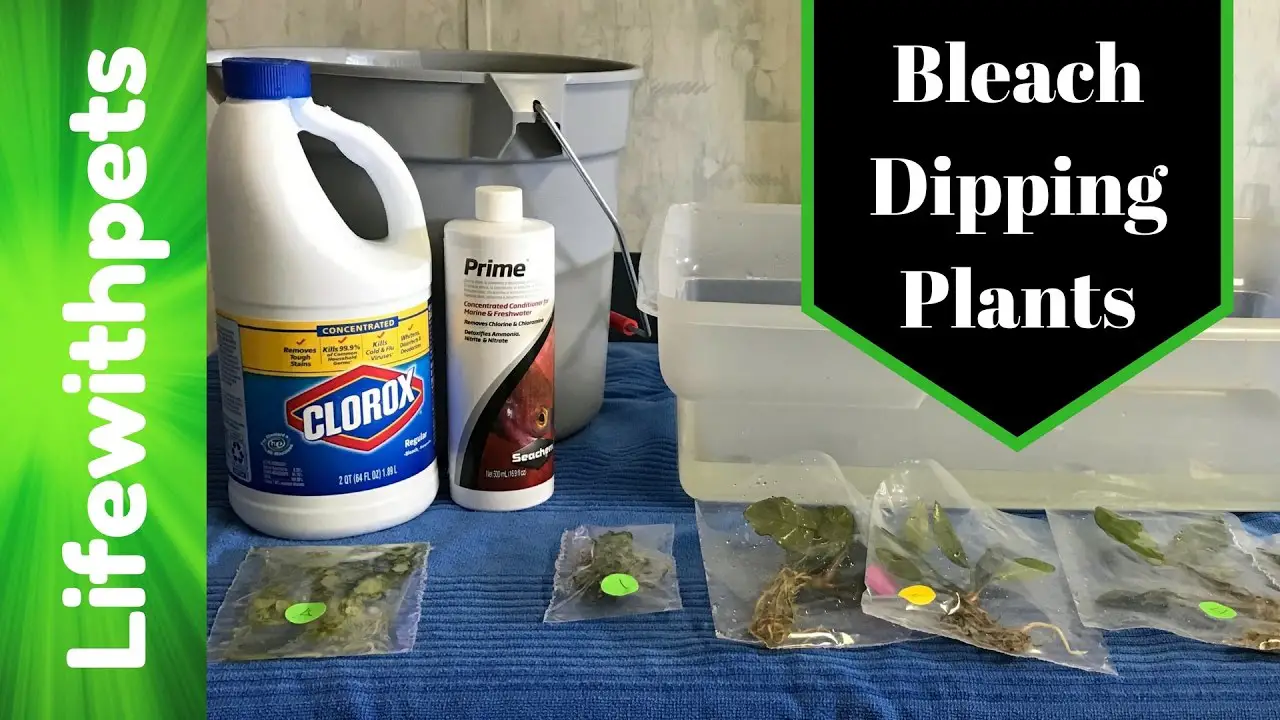 When and How to Use a Bleach Dip for Aquarium Plants? 2