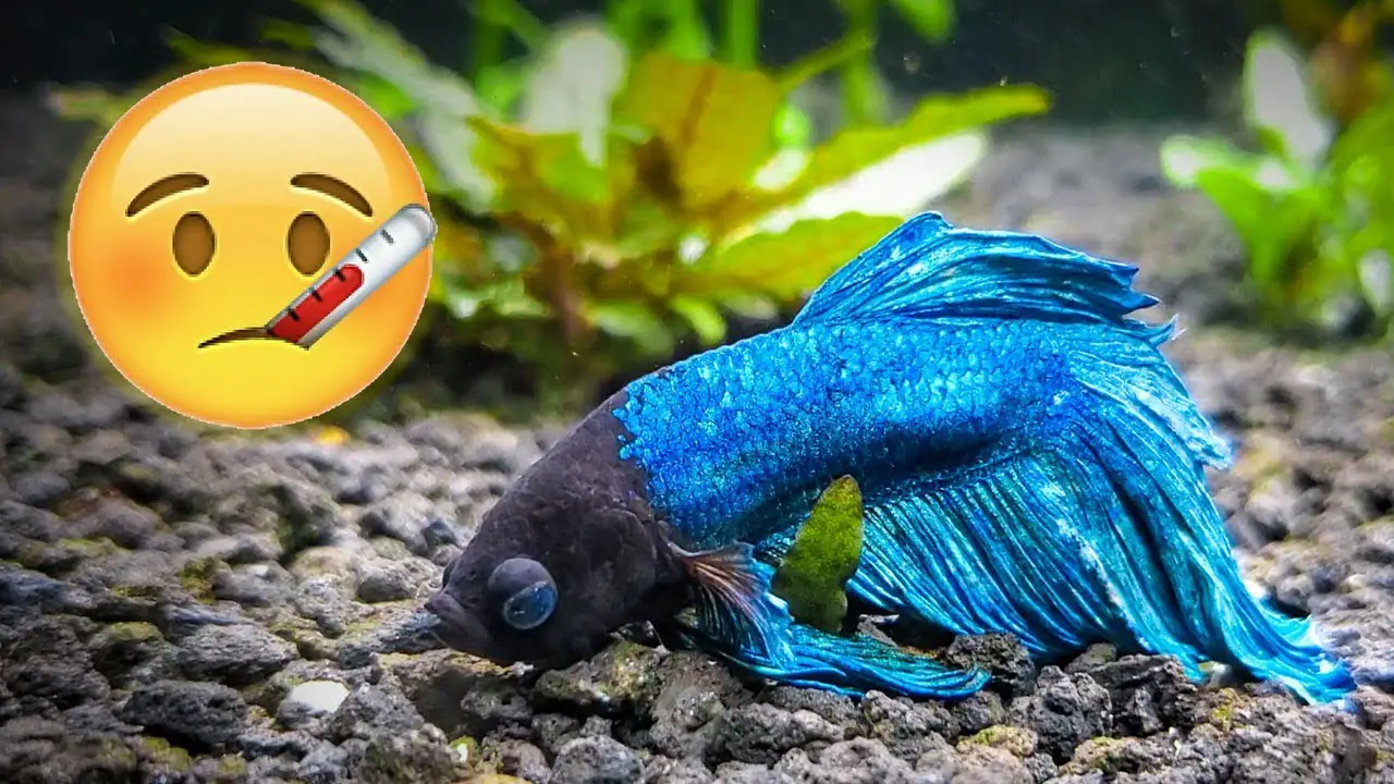 How to Revive a Sick or Dying Betta Fish?