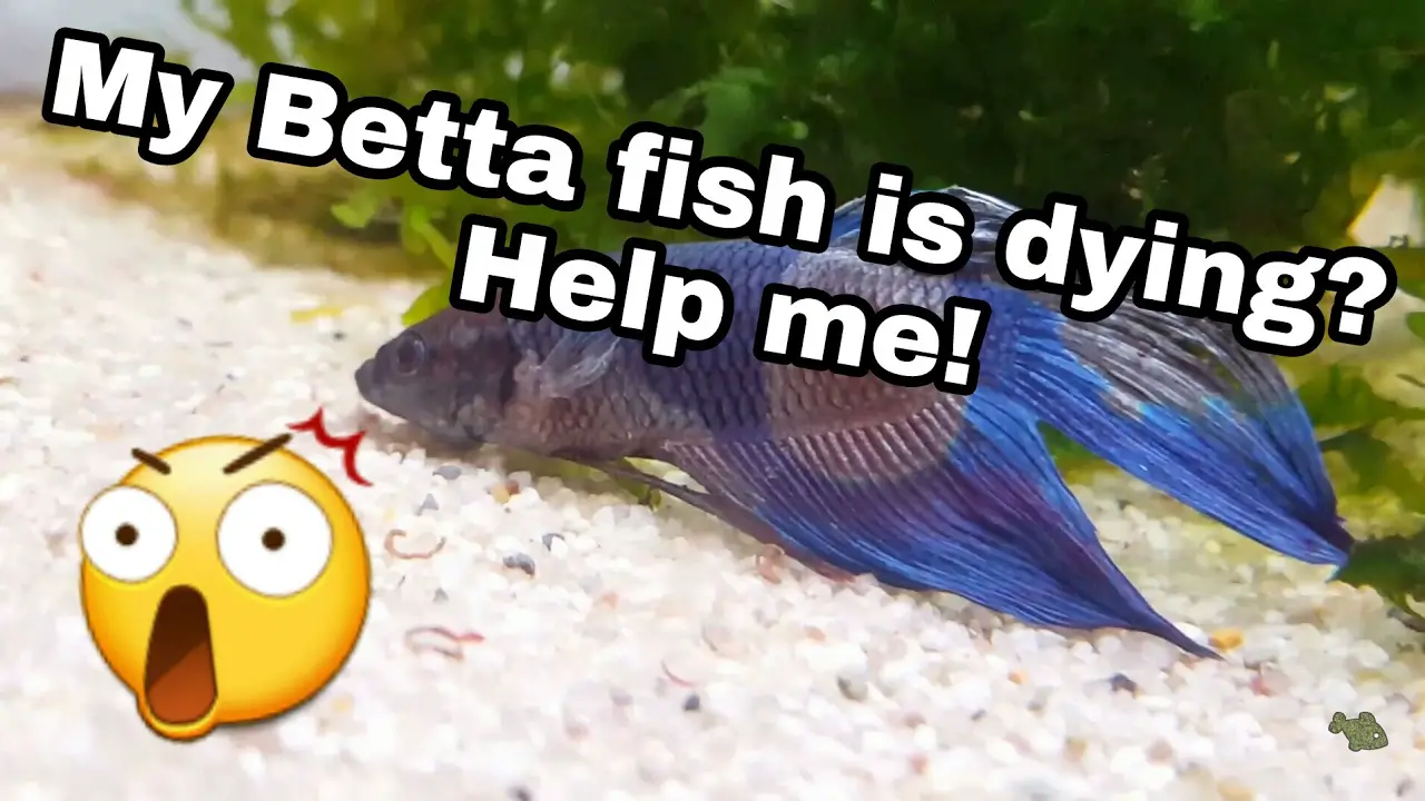 How to Help a Betta Fish That is Dying? 2