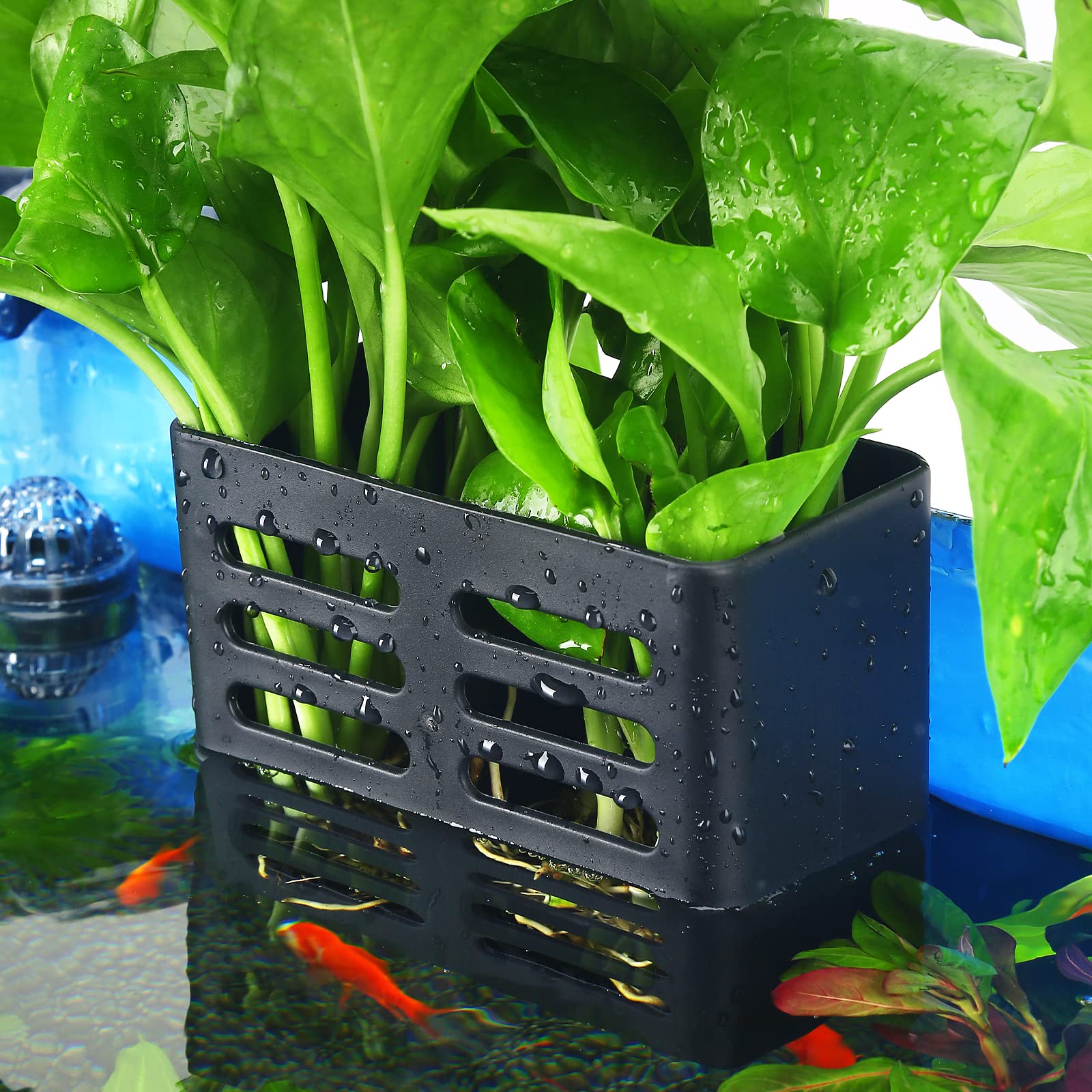 Creative Ways to Use Suction Cup Plants in Your Aquarium 2