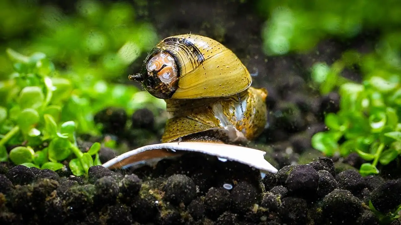 How to Give Aquarium Snails Calcium? 2