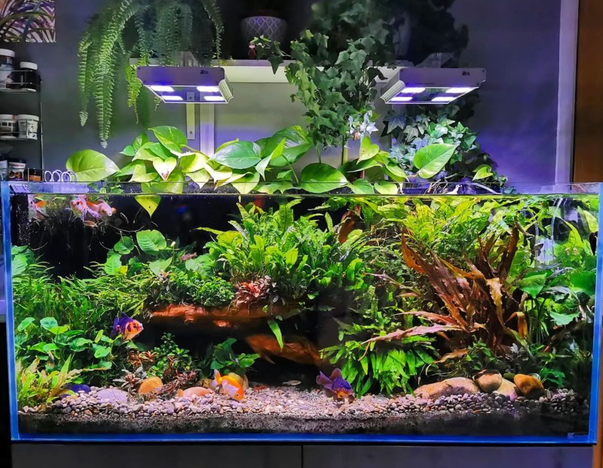 Can You Have a Planted Aquarium with Goldfish? 2