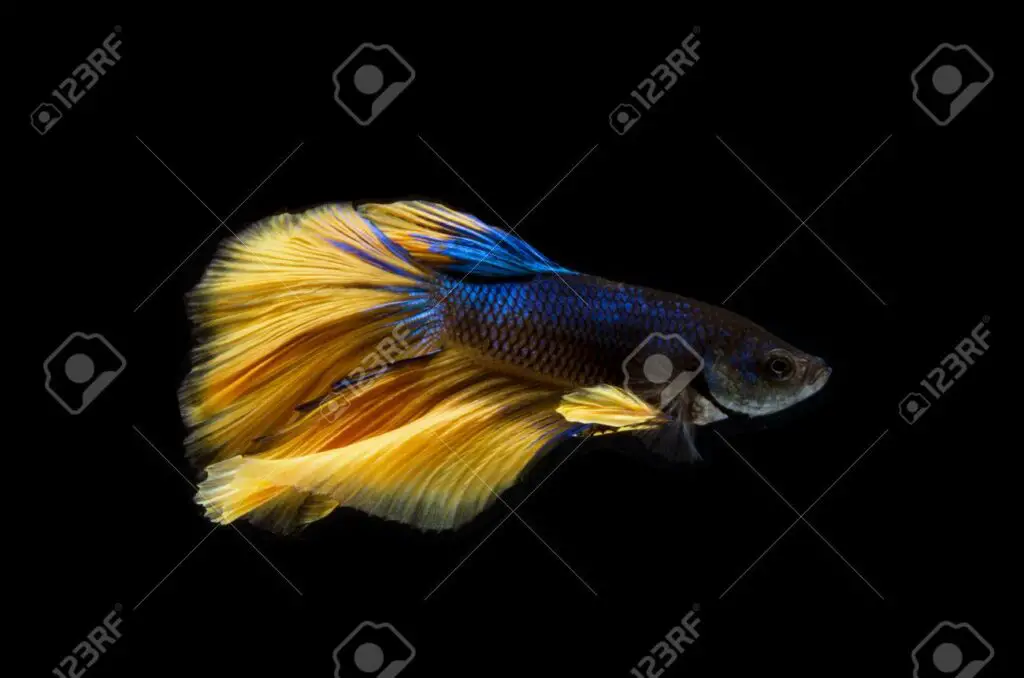 The Beauty Of Blue And Yellow Betta Fish - Betta Fish World