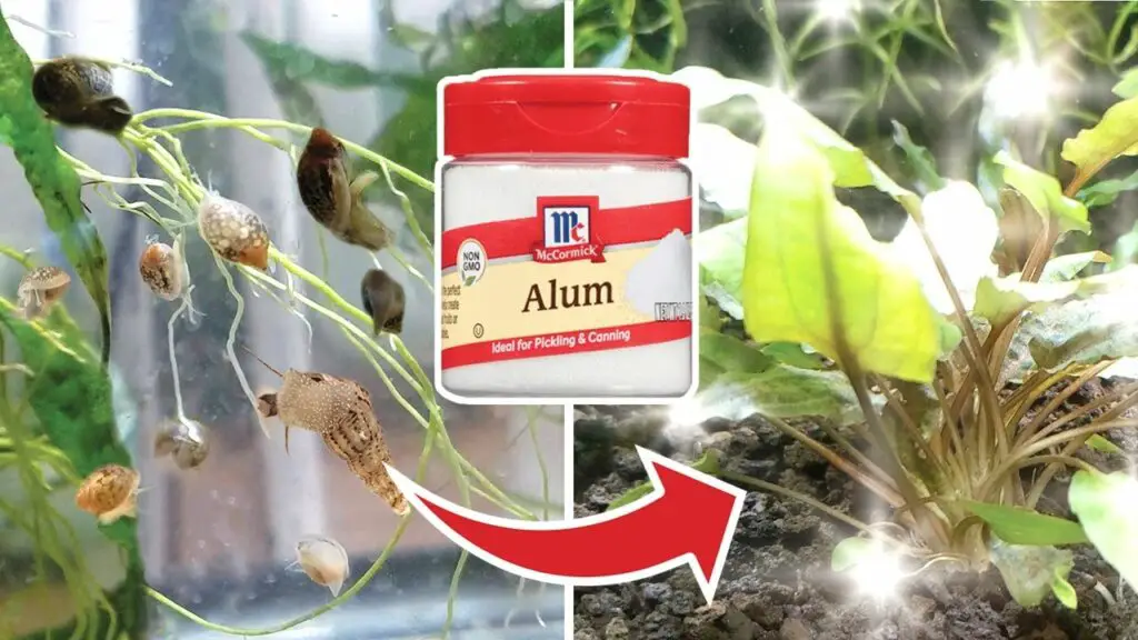 When And How To Use An Alum Dip For Aquarium Plants? Betta Fish World