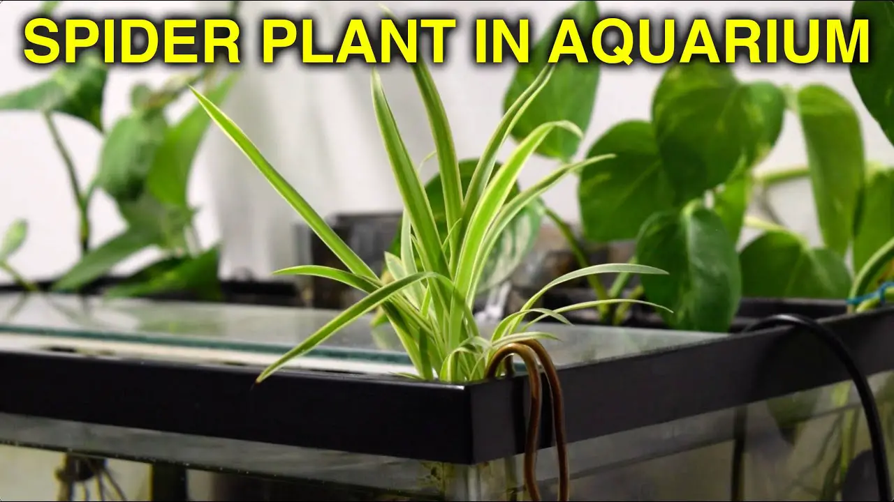Incorporating Spider Plants in Your Aquarium 2