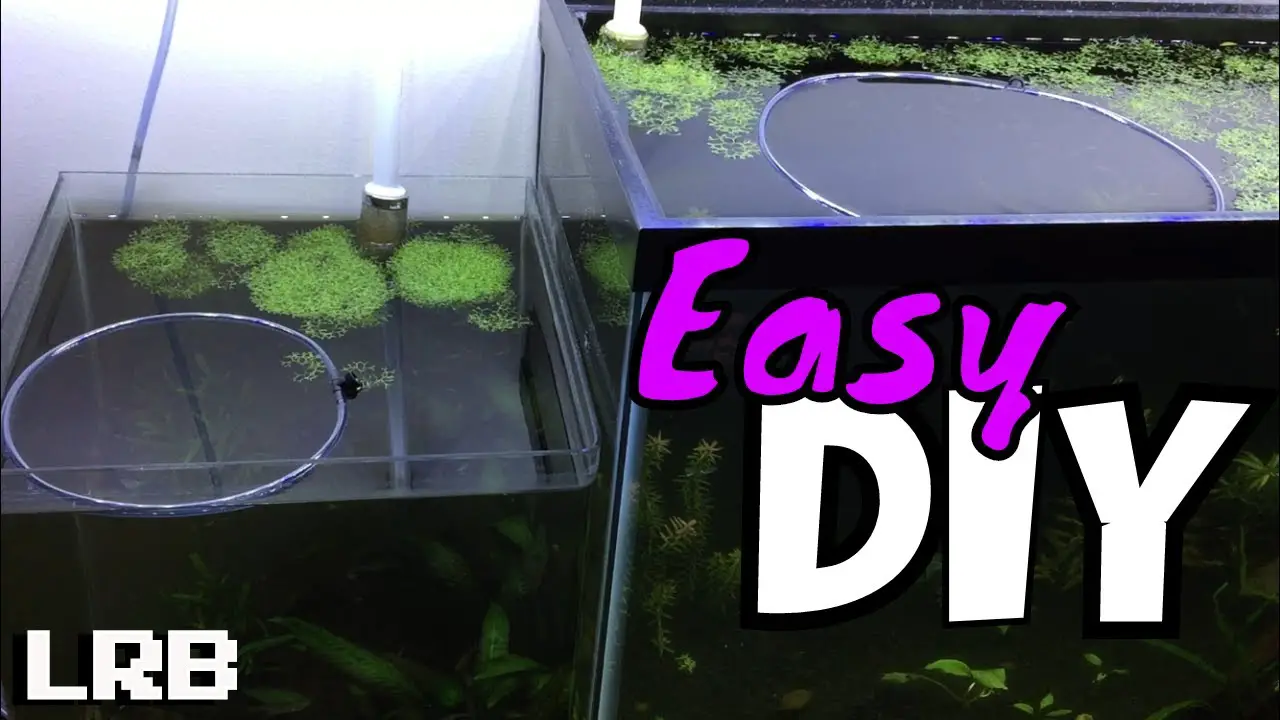 Adding a Floating Plant Ring to Your Aquarium: Benefits and Tips 2
