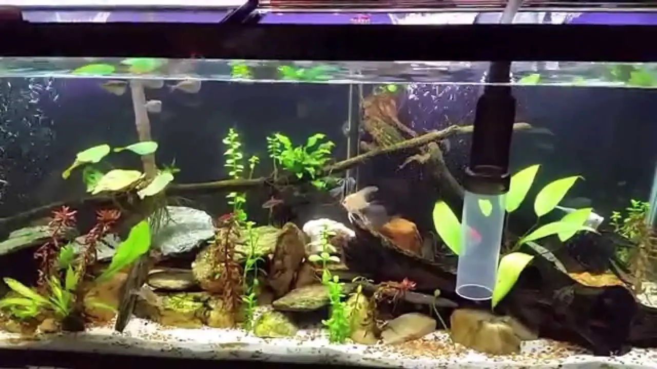 How to Remove Tannins From Aquarium Water? 2
