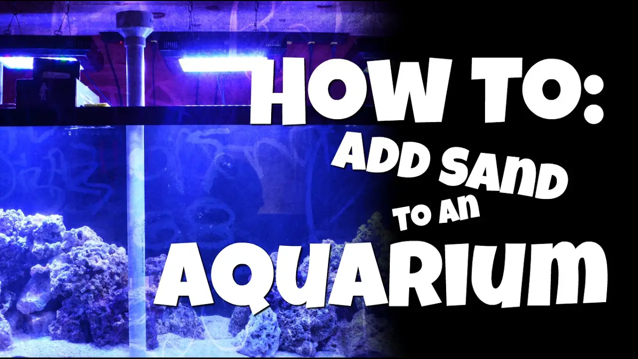 How to Add Sand to Existing Aquarium? 2