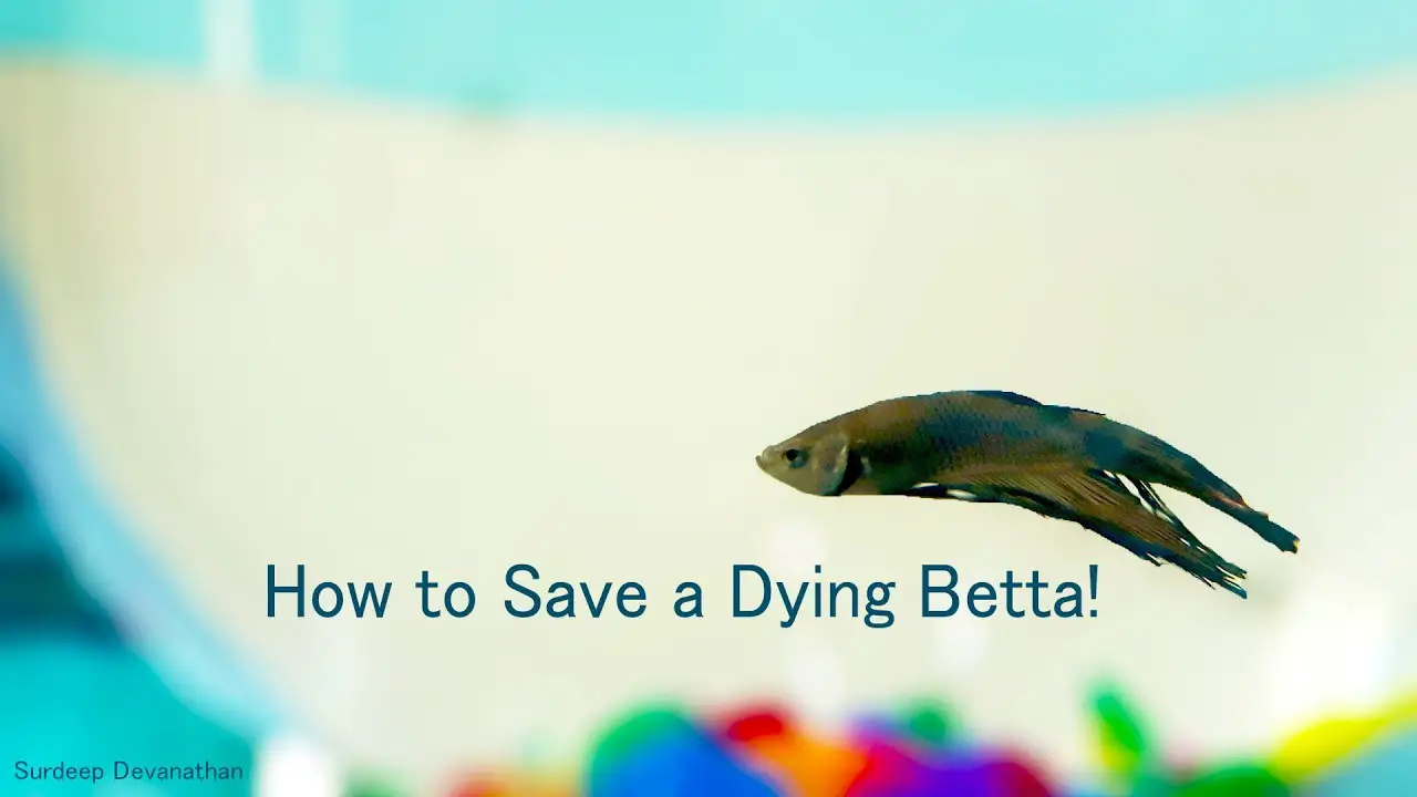 How to Save Betta Fish From Dying? 2