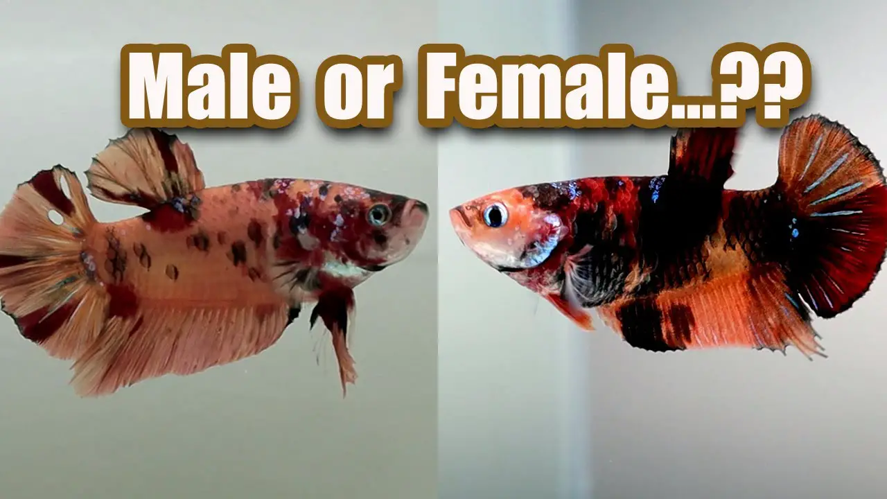 How to Tell a Male From a Female Betta Fish? 2
