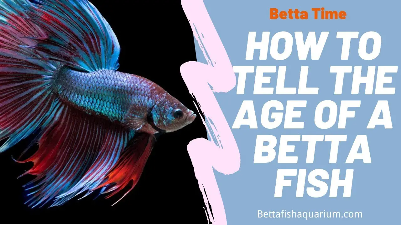 How to Tell the Age of a Betta Fish? 2