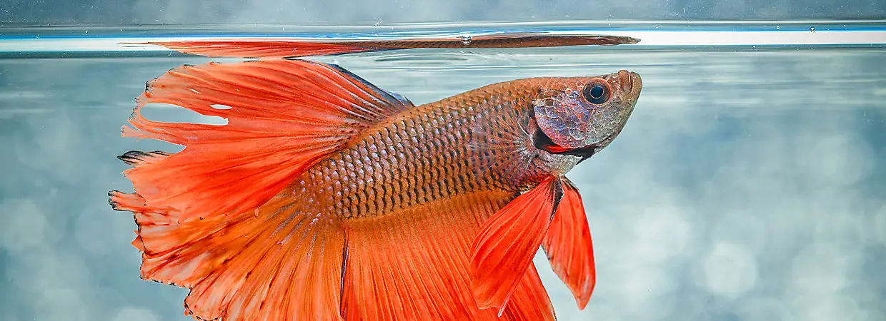 Finding the Right Vet for Your Betta Fish 2