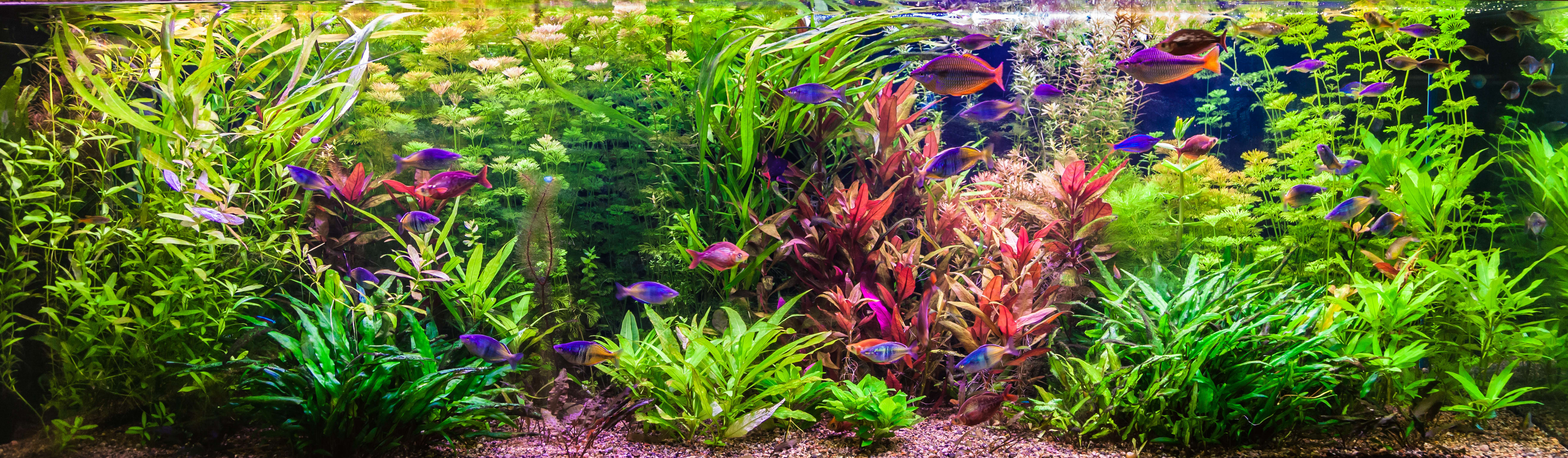 Top Picks for Live Aquarium Plants at Petco