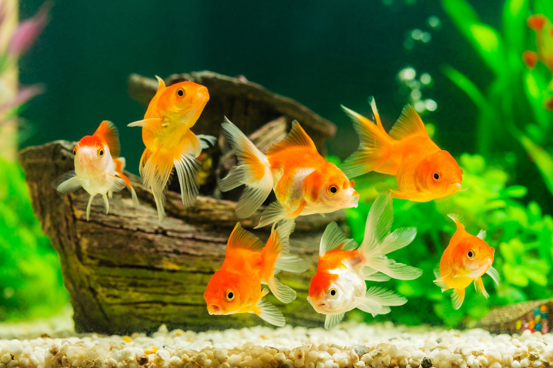 How Long Do Aquarium Fish Live? 2
