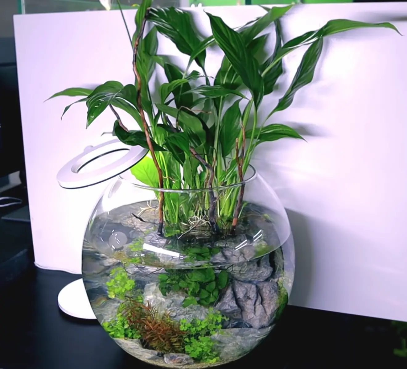 Can You Keep a Peace Lily in Water with Your Betta Fish? 2