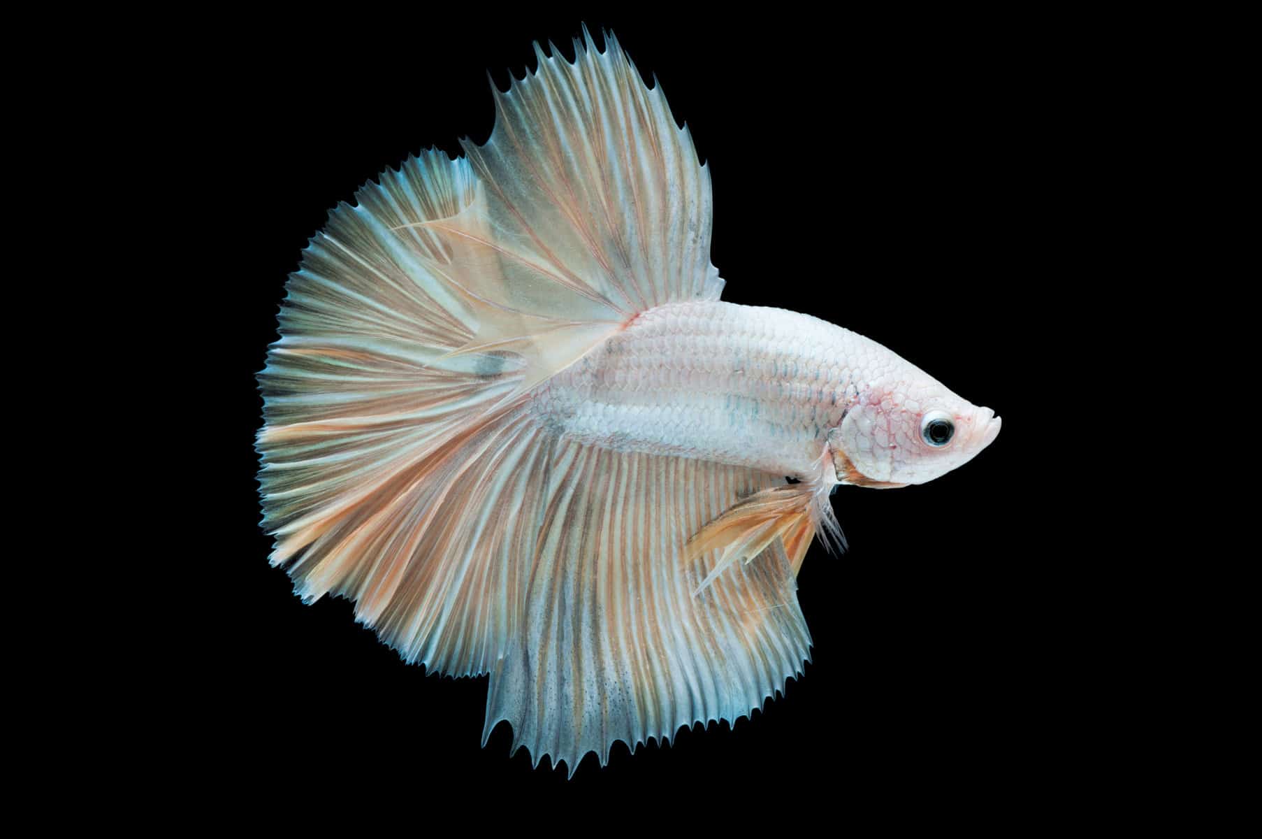 The Unique and Alluring Albino Betta Fish 2
