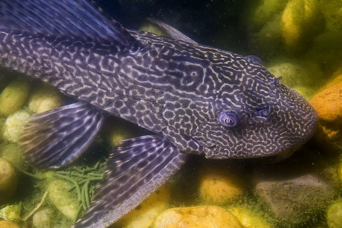 The Best Amazon Freshwater Fish for Your Aquarium 2