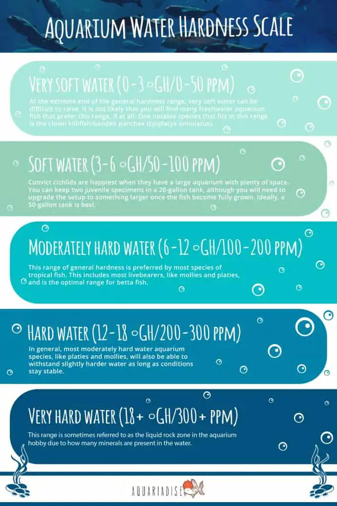 Understanding the Importance of Water Hardness for Betta Fish