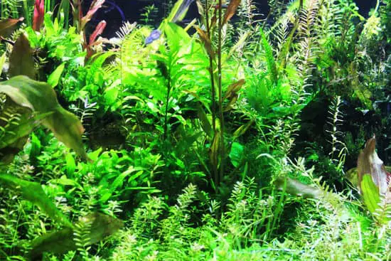 Growing Aquarium Plants from Seeds: Tips and Tricks 2