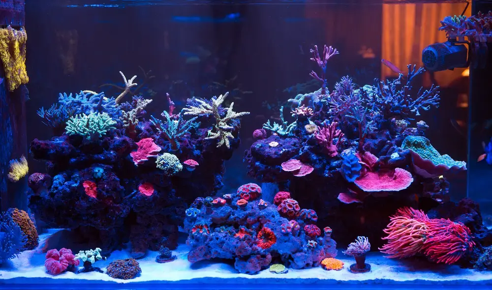 Is a Saltwater Aquarium Hard to Maintain? 2