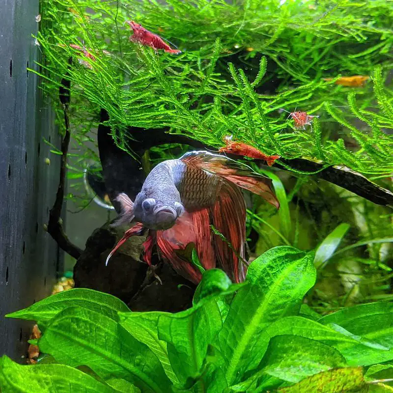 Keeping Shrimp and Betta Fish Together: Do's and Don'ts 2