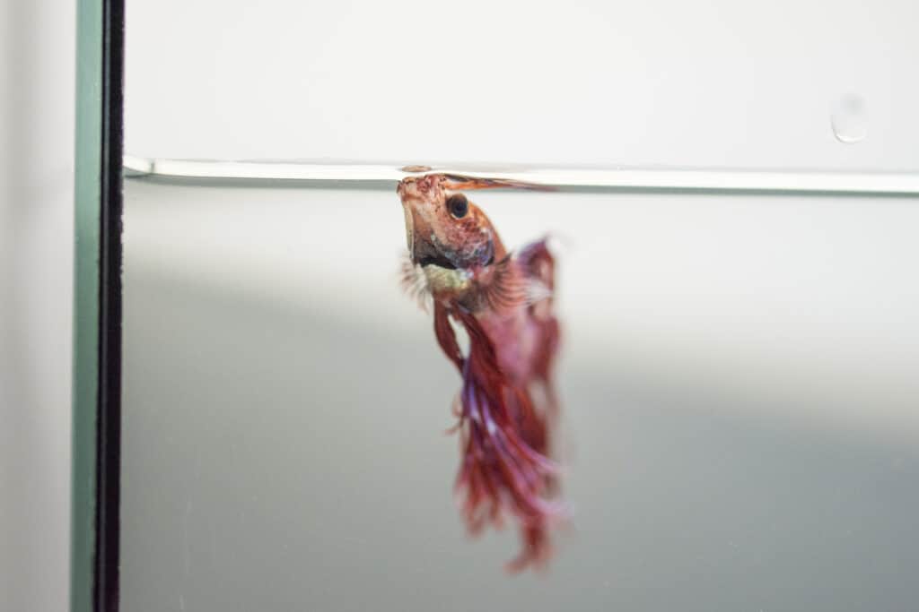 How Do You Know if a Betta Fish is Dead?