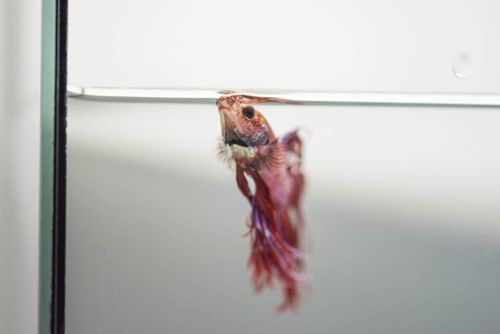 What Do Betta Fish Look Like When They Die? 2