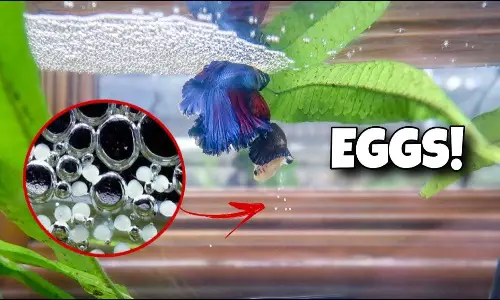 All About Betta Fish Eggs Hatching