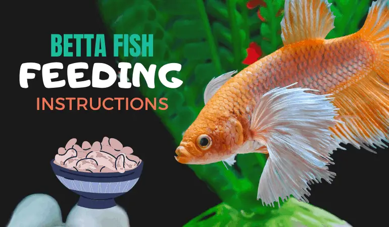 Do You Feed Betta Fish Everyday? 2
