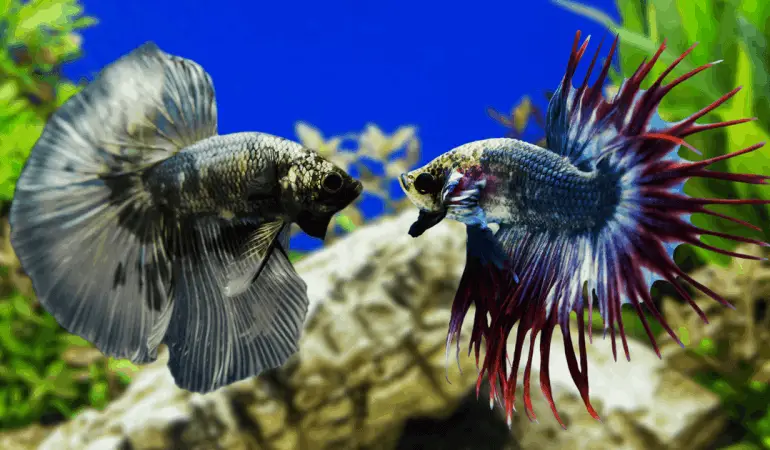 How Do Betta Fish Kill Each Other? 2