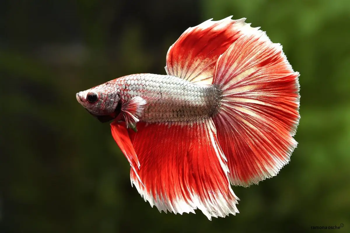 Identifying and Treating Betta Fish with White Spots 2