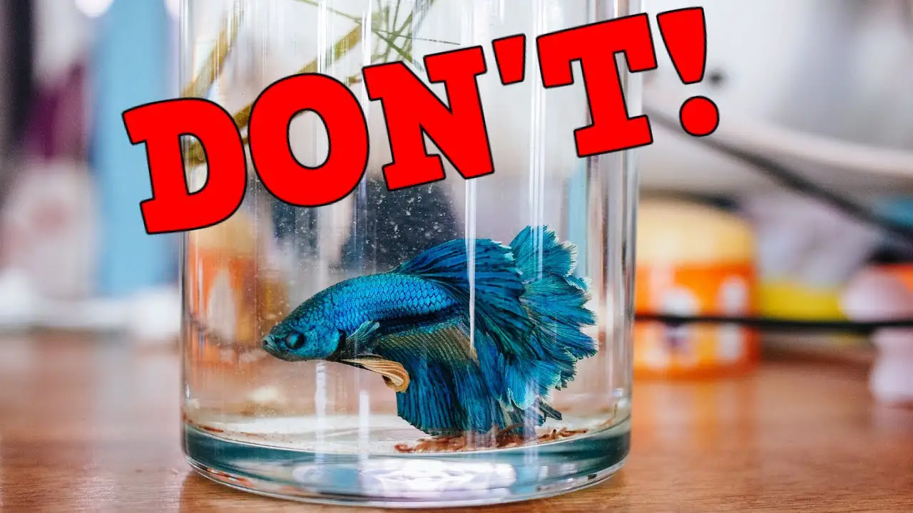 The Truth About Keeping Betta Fish in a Vase with Peace Lily 2