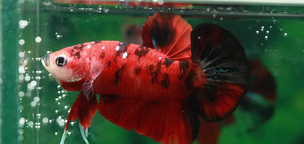 The Symbolic Meaning of Betta Fish in Different Cultures 2
