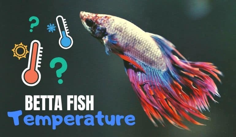 Keeping Your Betta Fish Safe: What to Do When the Water Temperature is Too Cold 2