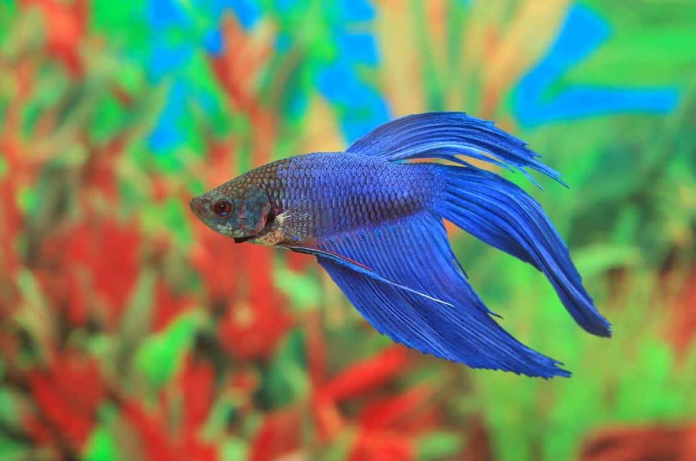 How Long Betta Fish Go Without Food? 2