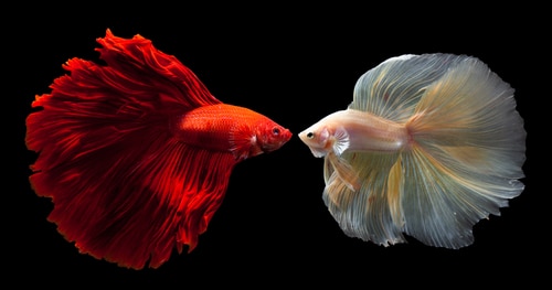 Why Do Betta Fish Flare Their Gills? 2