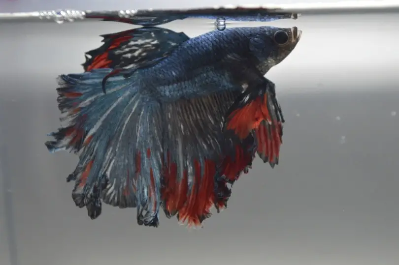 Dealing with the Consequences of Overfeeding Your Betta Fish 2
