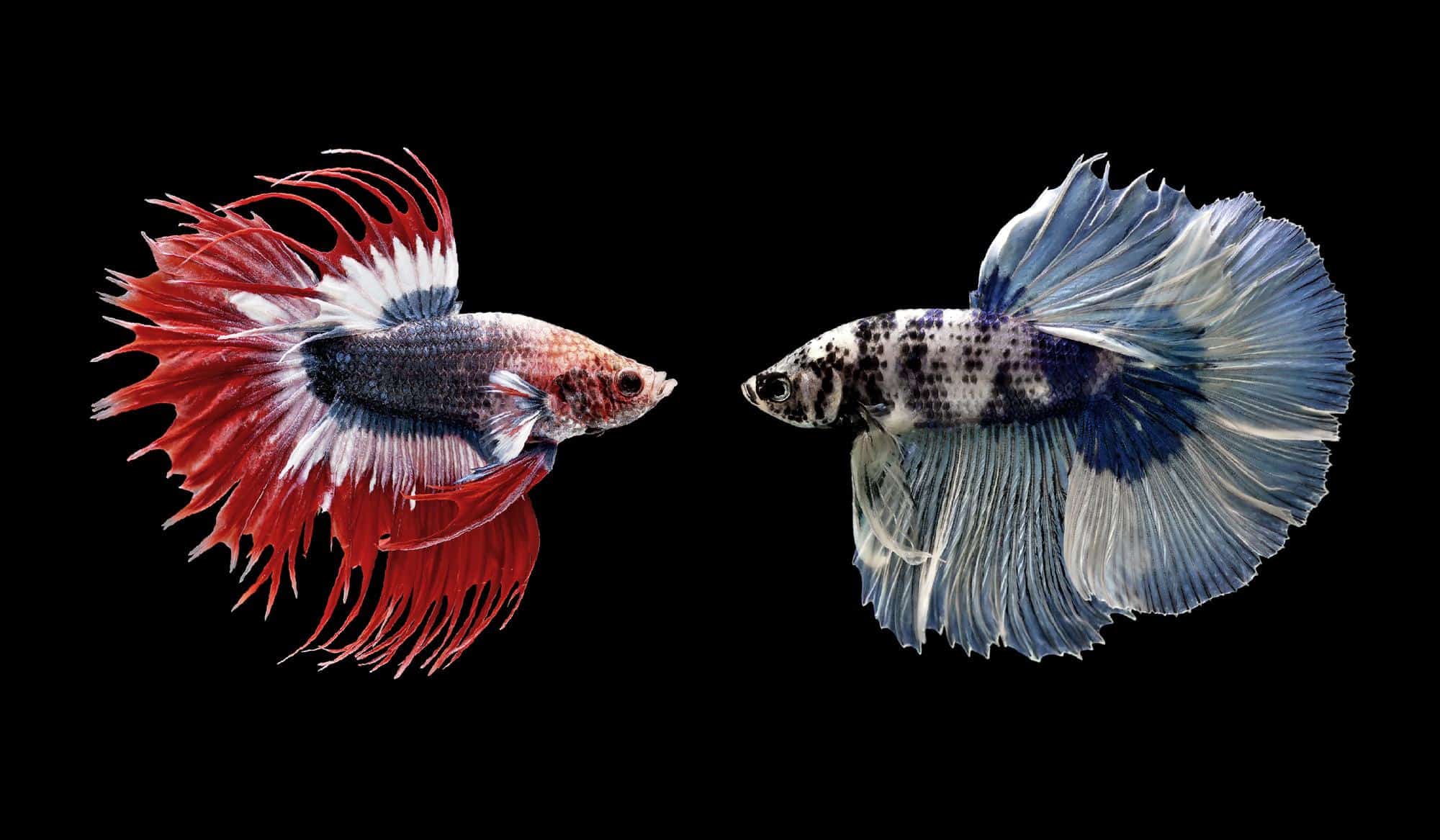 Why Do Betta Fish Change Colors?