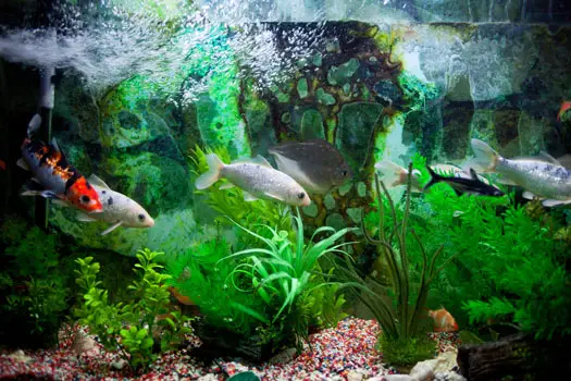 Does an Aquarium Need a Bubbler? 2