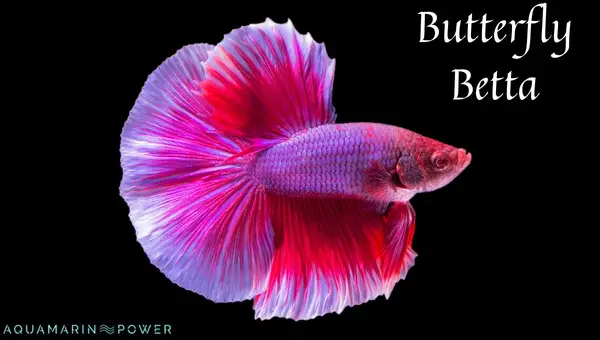 Understanding the Beauty of Butterfly Betta Fish 2