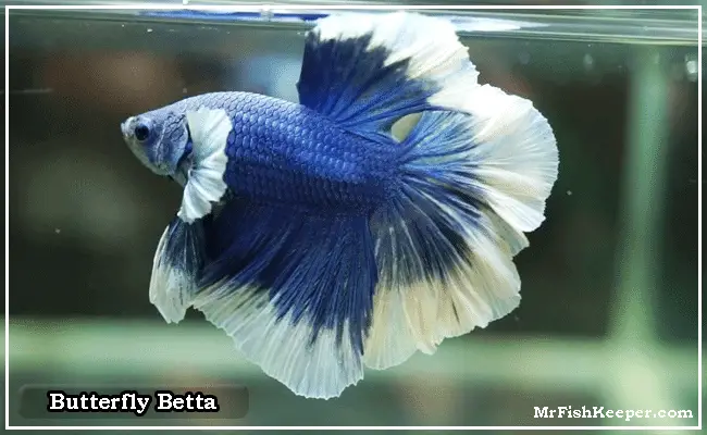 Blue and White Betta Fish: A Beautiful Contrast 2