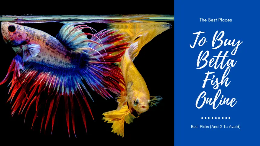 Top Places to Buy Betta Fish Online in the USA
