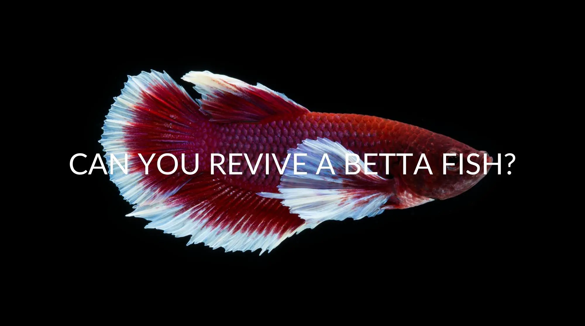 How to Revive a Betta Fish? 2
