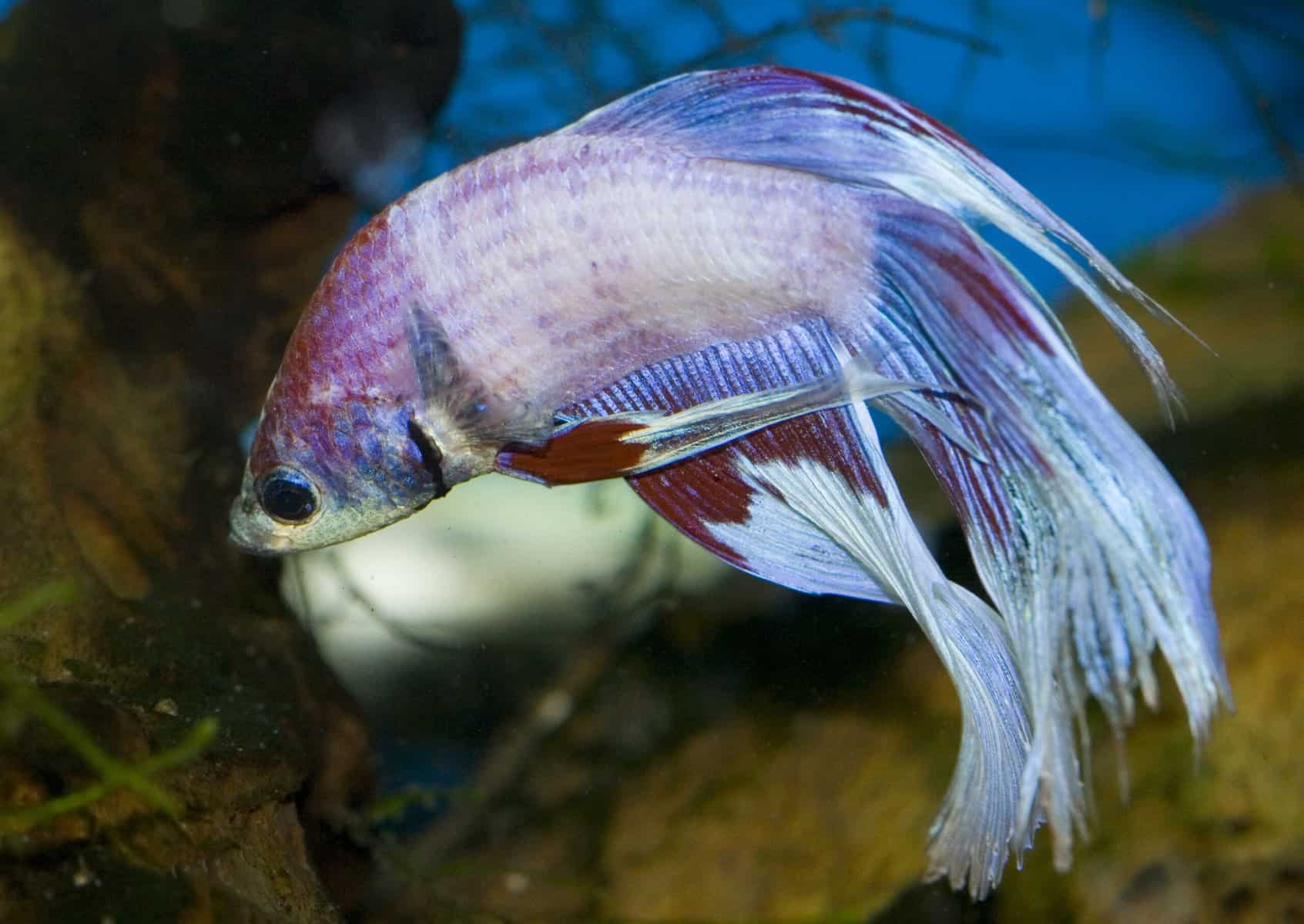 Recognizing and Addressing Depression in Betta Fish 2
