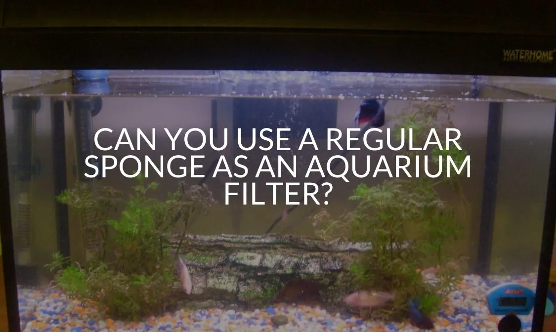 Can I Use Regular Sponge for Aquarium Filter? 2