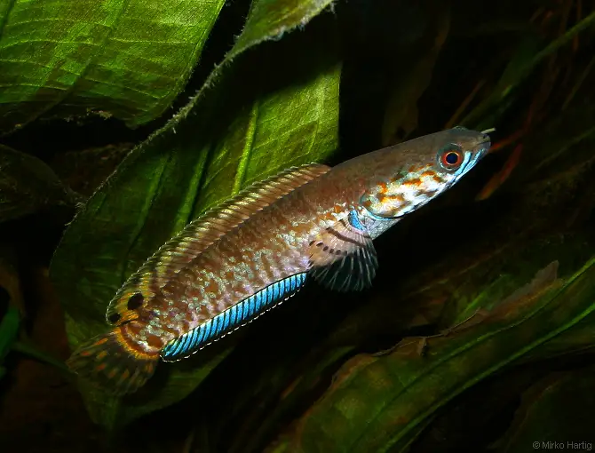 Keeping Snakehead Fish in Your Aquarium: Pros and Cons 2