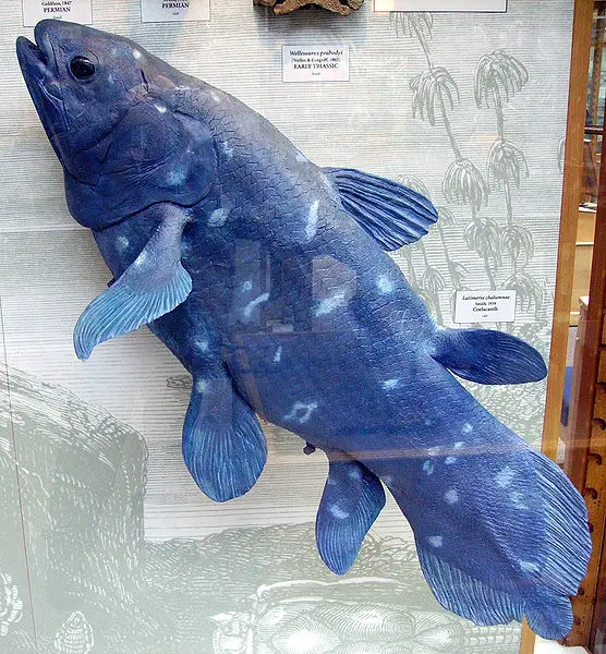 Keeping a Prehistoric Coelacanth Fish in Your Aquarium 2