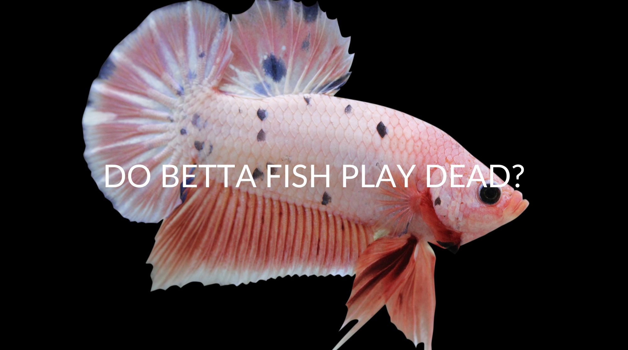 Do Betta Fish Play Dead? 2